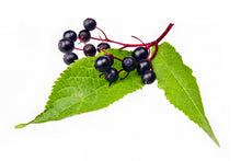 Elderberry Tea USA - Shop Elderberry and Blueberry Tea